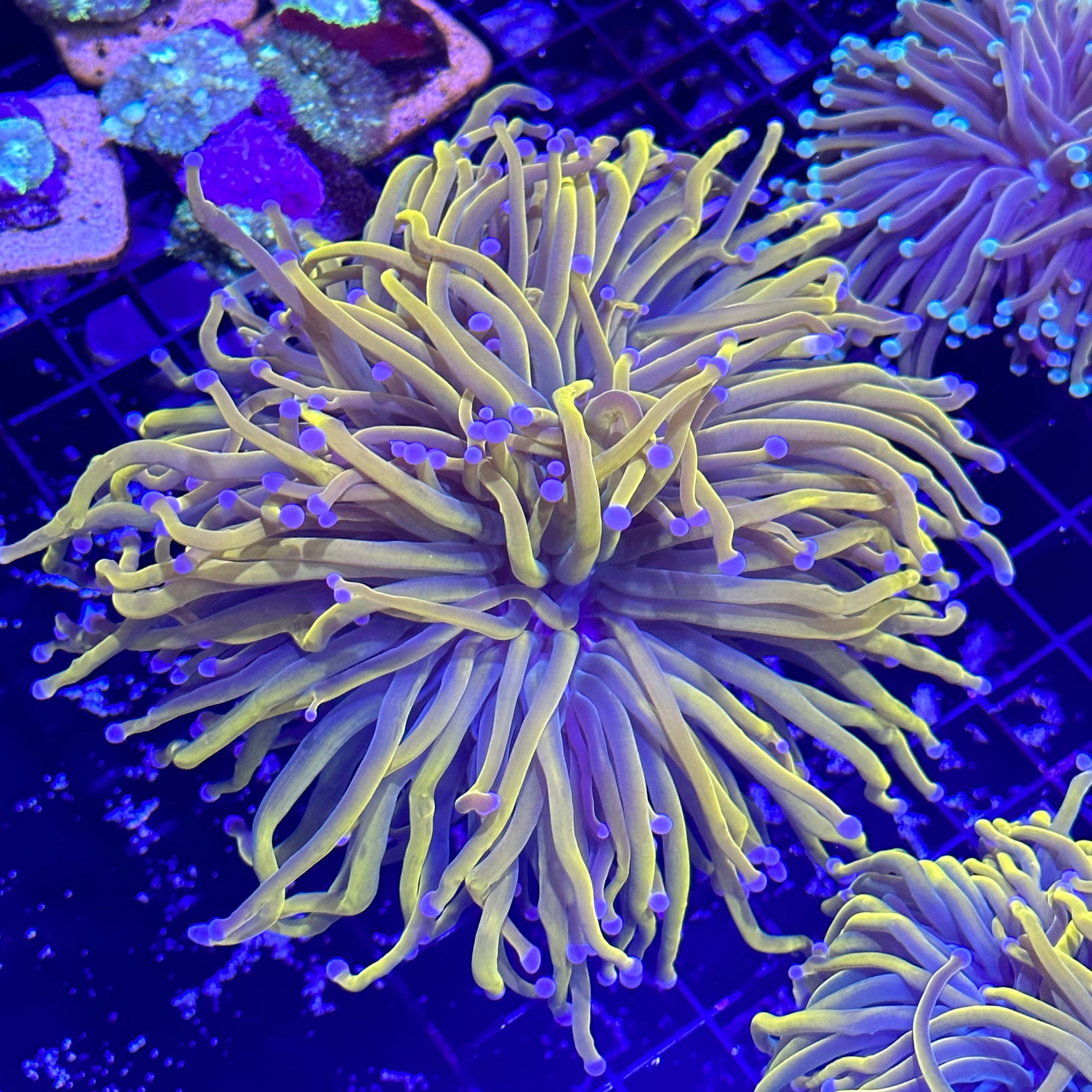 Marigold Holy Grail Torch Coral – Red Carpet Reef